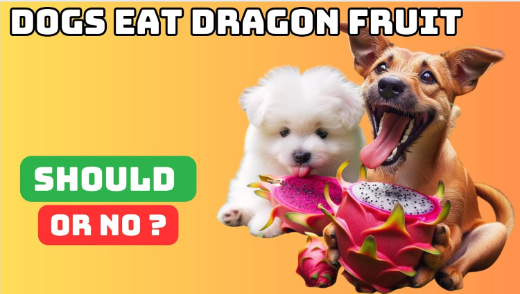 can dogs eat dragon fruit