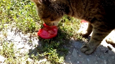 can cats eat tomatoes