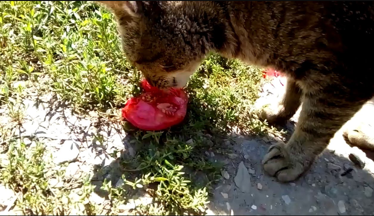 can cats eat tomatoes